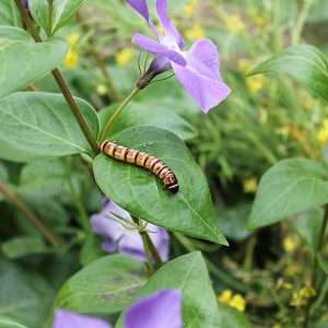 Gusanos Zophobas Morio