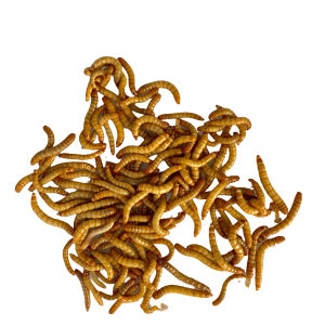 Tenebrios, con más de 50% de proteína